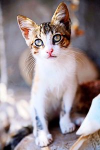 Close-up portrait of cat