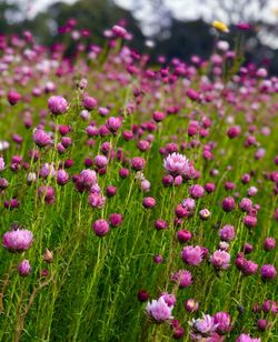 Close-up of pink flowering plants on field