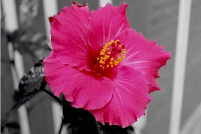 Close-up of pink flower