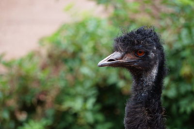 Close-up of a bird looking away