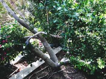 Low angle view of tree against plants