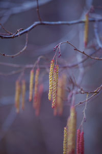 A beautiful birch tree flowers in early spring.