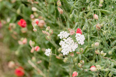 Close-up of pink flowers