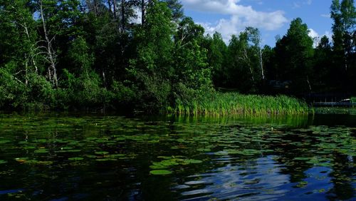 Scenic view of lake in forest against sky