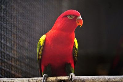 Portrait of chattering lory isolated over black background