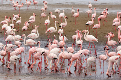 Flock of birds in lake