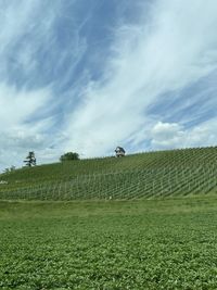 Scenic view of agricultural field against sky