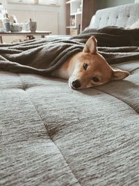 Close-up of dog relaxing on bed