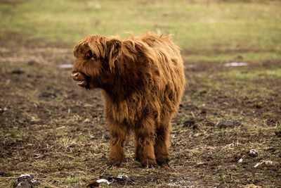 Side view of horse standing on field