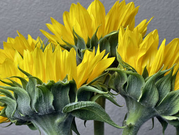 Close-up of sunflower on plant