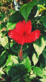 Close-up of red flower