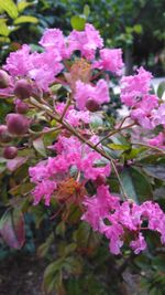 Close-up of pink flowers blooming outdoors
