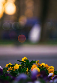 Close-up of yellow flowering plant