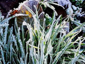 Close-up of frozen plants on field