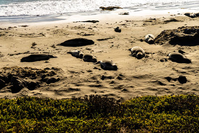 High angle view of crab on beach