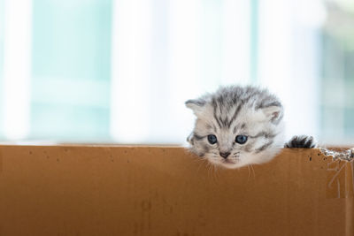 Close up of little poor kitten in paper box waiting for someone .