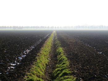 Scenic view of agricultural field against clear sky