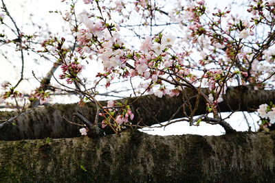 Low angle view of flowers on tree