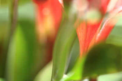 Close-up of red flowering plant