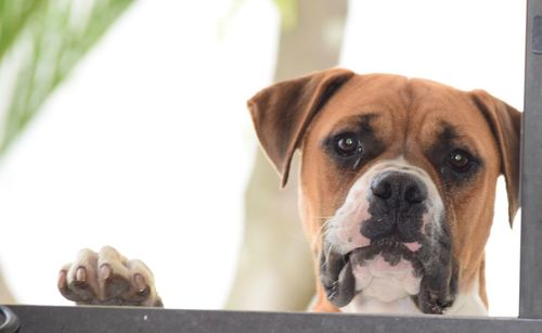 Close-up portrait of dog