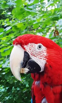 Close-up of a parrot