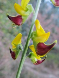 Close-up of yellow flowers