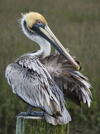 Close-up of pelican bird preening on top of a pole at murrells inlet, sc