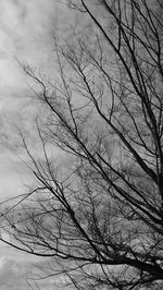 Low angle view of silhouette bare tree against sky