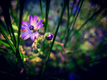 Close-up of purple flower blooming outdoors