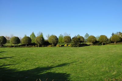 Trees on field against clear sky