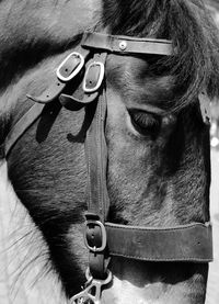 Close-up of horse