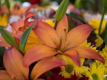 Close-up of yellow lilies