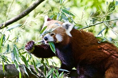 View of a eating food on a tree