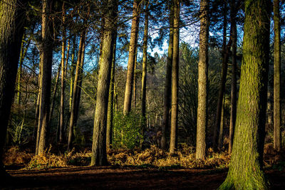 Pine trees in forest against sky