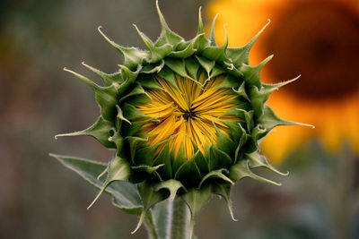 Close-up of sunflower on plant