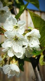 Close-up of white flowers