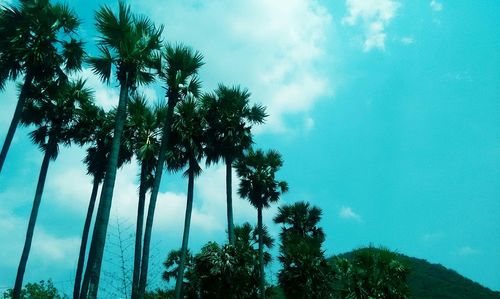 Low angle view of palm trees against blue sky