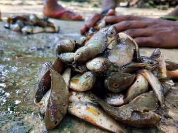 Close-up of fish for sale at market