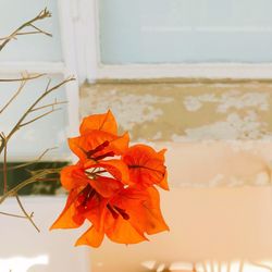 Close-up of orange flowering plant against window