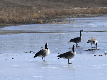 Canada geese perching on frozen lake