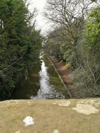 Scenic view of river amidst trees in forest