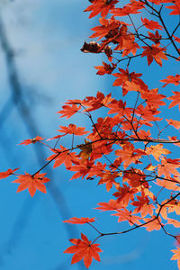 Low angle view of maple tree against sky