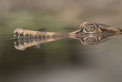 Exotic buaya sapit or sinyulong, their habitat is found in rivers of sulawesi, sumatera, kalimantan.