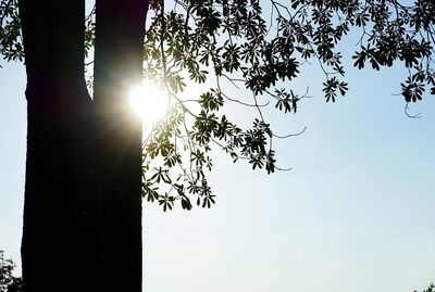 Sun shining through trees