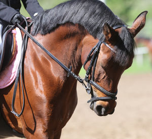 Horse in ranch