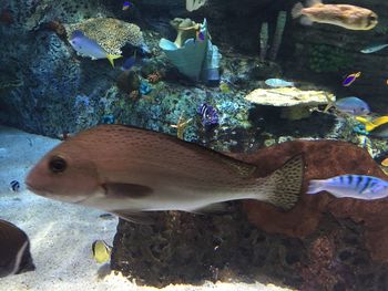 Close-up of fish in aquarium