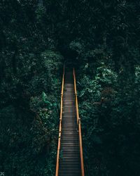 Footbridge amidst trees in forest