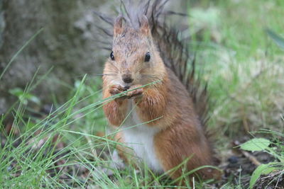 Close-up of squirrel