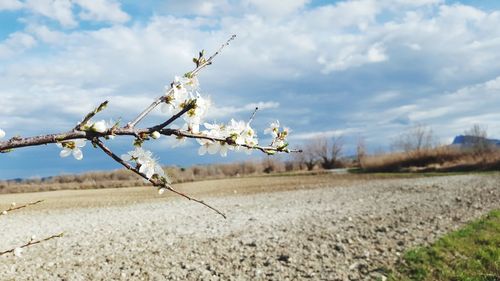 Flowers growing on field against sky