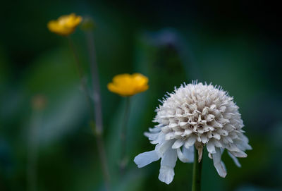 Close-up of flowers blooming outdoors